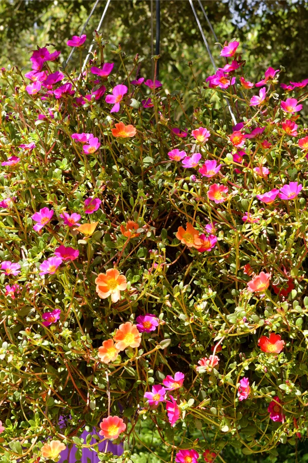 revive hanging baskets