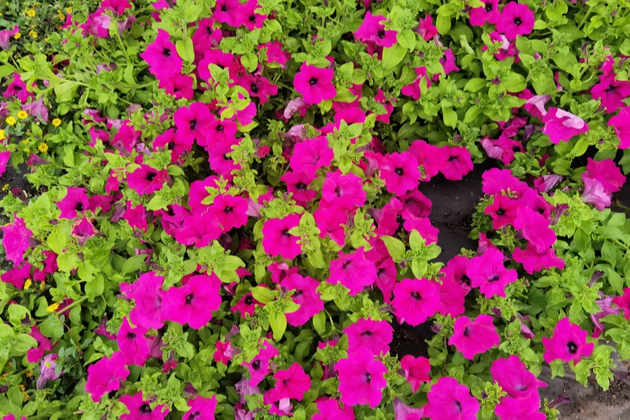 petunias