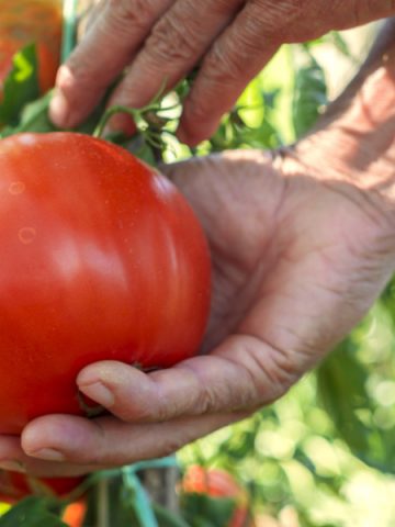garden harvest tips - picking tomatoes
