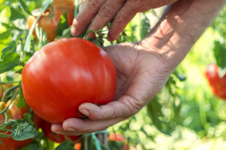 garden life podcast