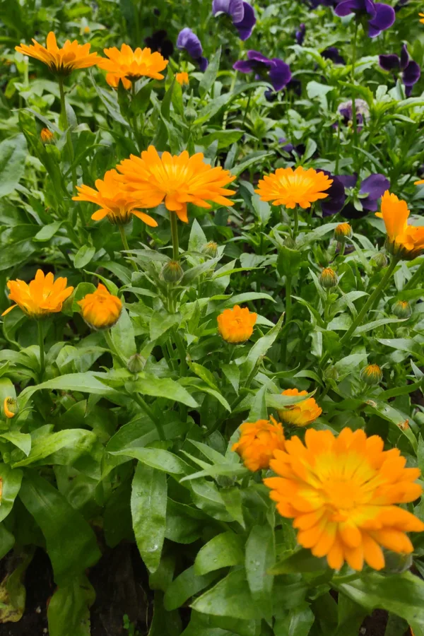 How to Grow Calendula Flowers. Growing Annual Calendula Flower Plants.