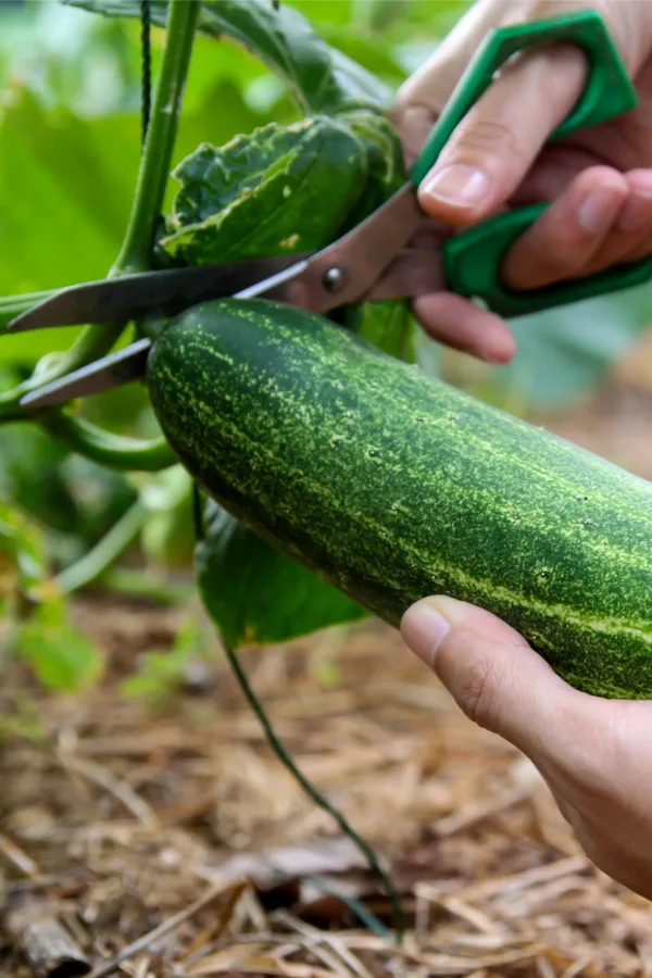 harvesting cucumbers