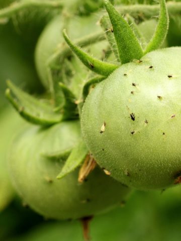 how to stop aphids
