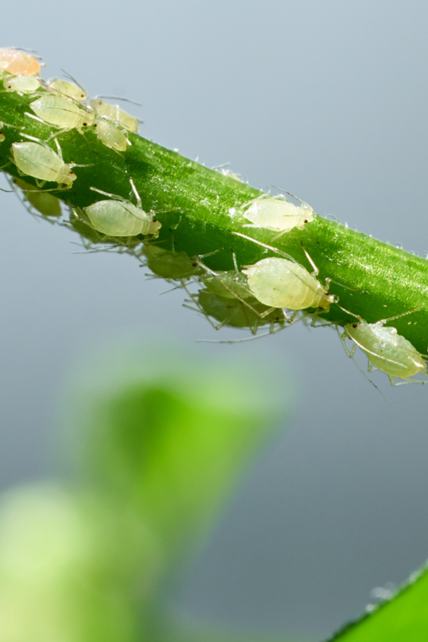 how to stop aphids