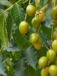 how to use neem oil