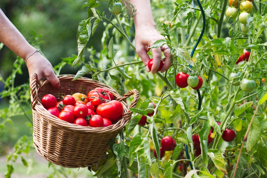 tomato basket