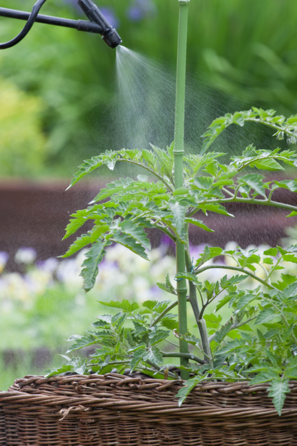 spraying water to stop aphids