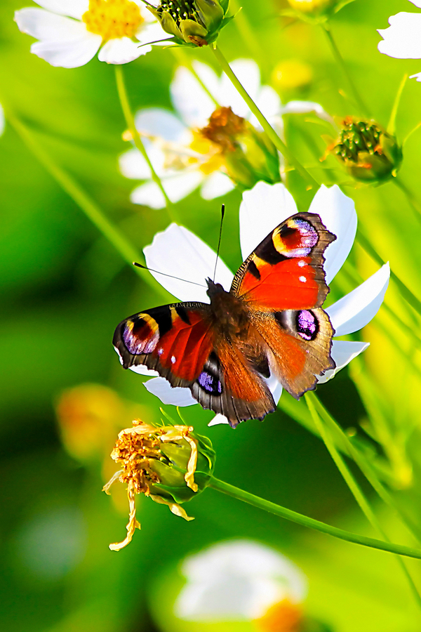 pictures of flowers and birds