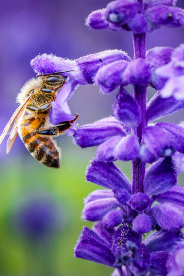 growing lavender