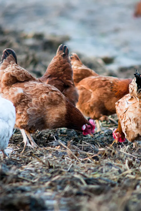 chicken manure