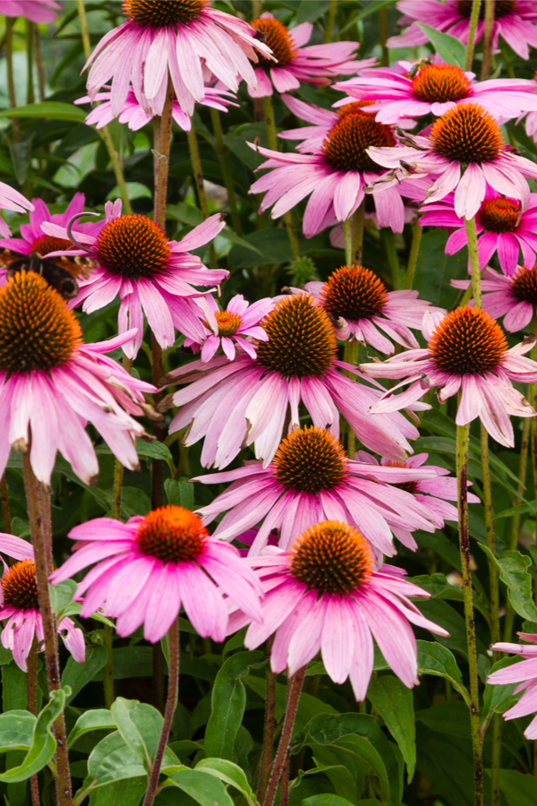 attracting pollinators - cone flowers