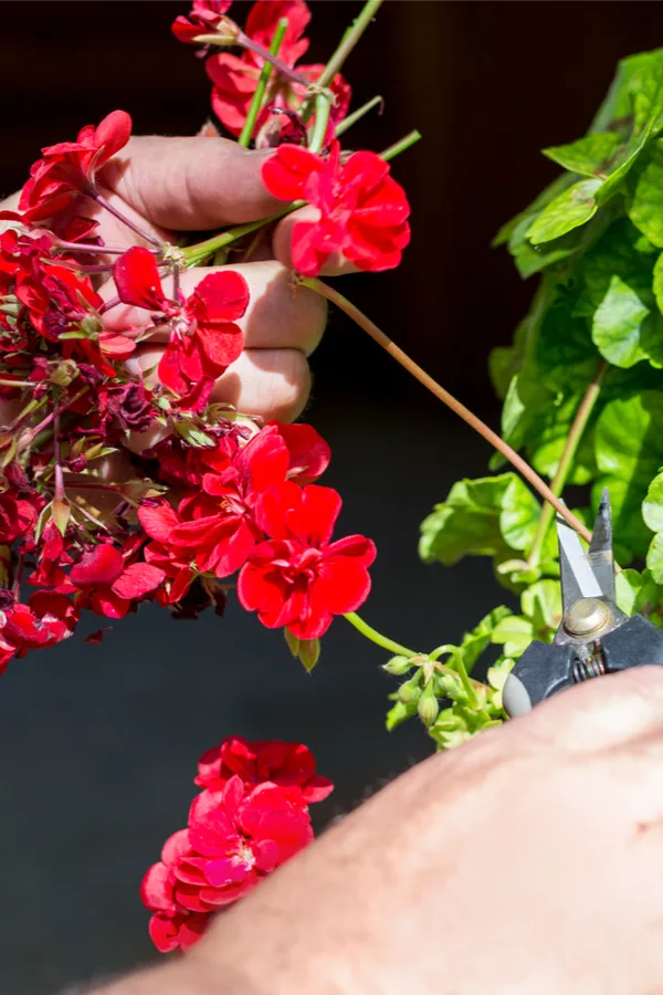 deadheading geraniums