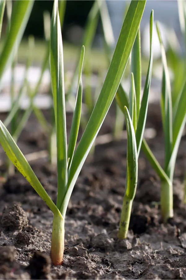 garlic sprouting