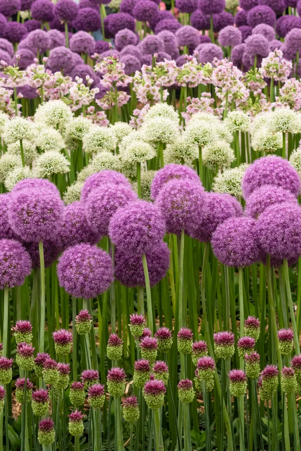 persian blue allium