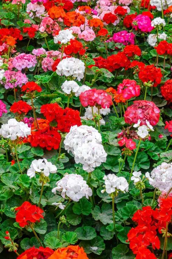 Image of Geranium plant that flowers all summer long