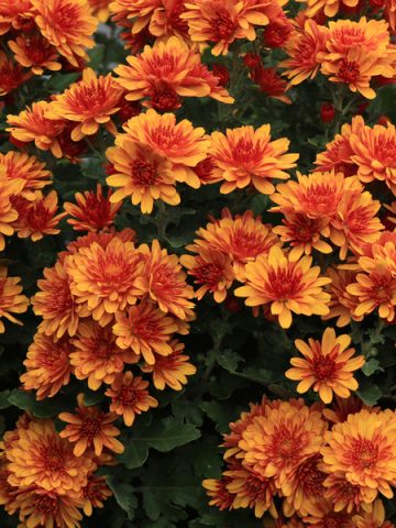 how to make mums bloom longer