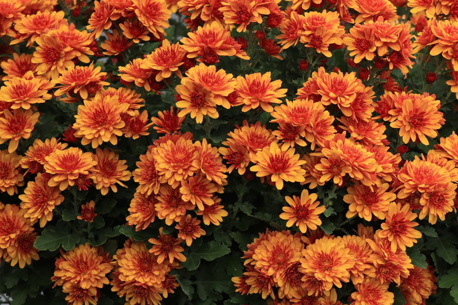 how to keep mums blooming