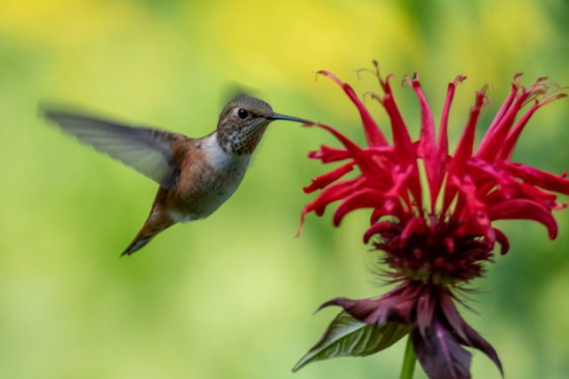 How To Attract Birds Bees & Butterflies - 5 Perennials Pollinators Love!