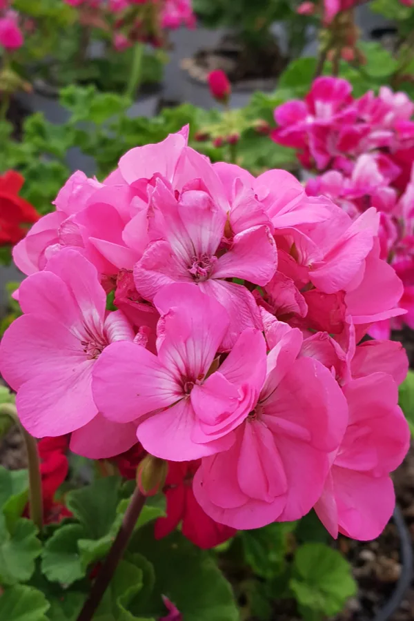 pink flowering annuals