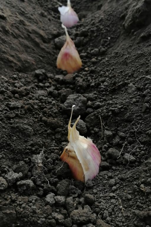 How To Plant Hardneck Garlic This Fall 5 Simple Secrets To Success!
