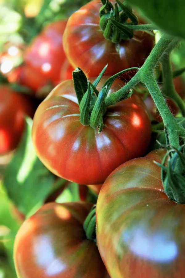 saving heirloom tomato seeds