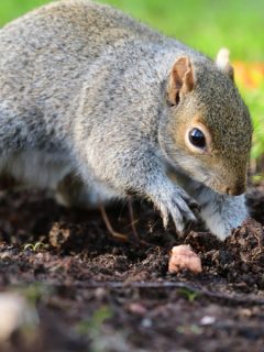 protect tulip bulbs from squirrels