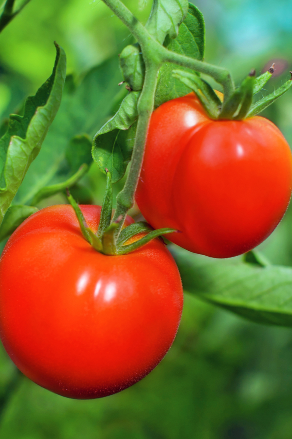 preserving tomato harvest