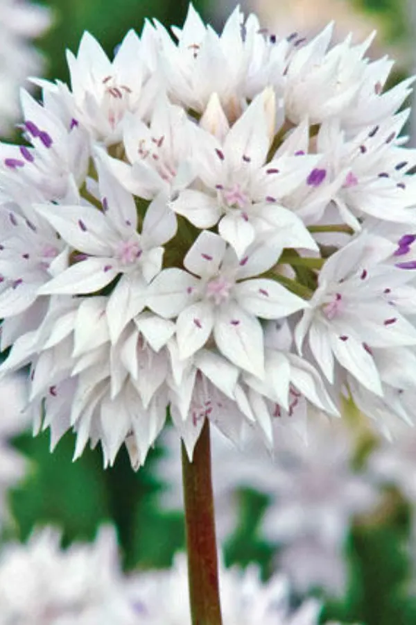 how to grow allium