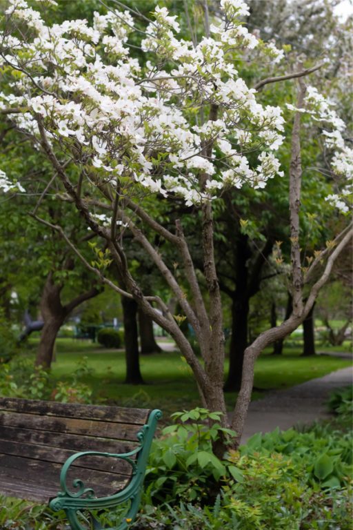 How To Plant Dogwood Trees Add Incredible Four Season Interest!