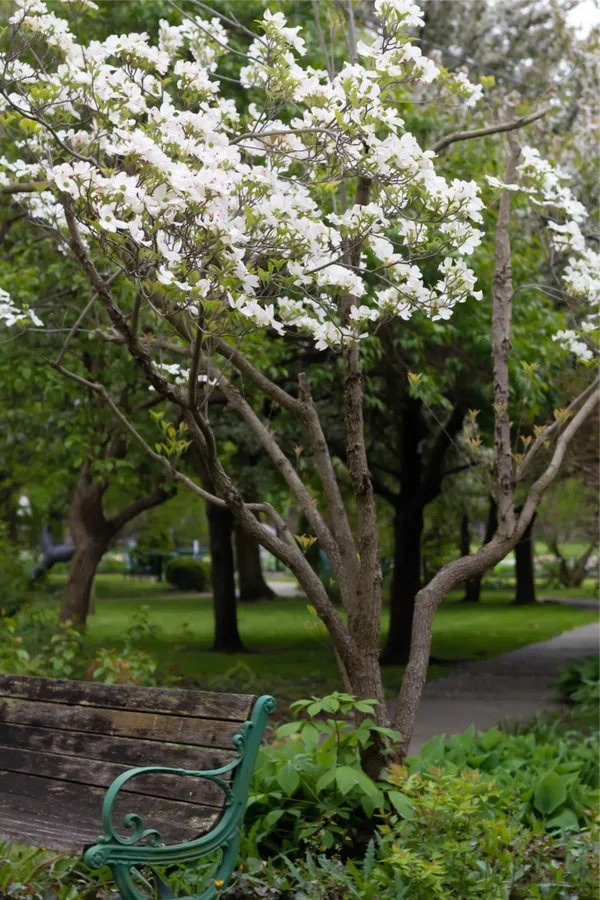 can you keep a dogwood tree small