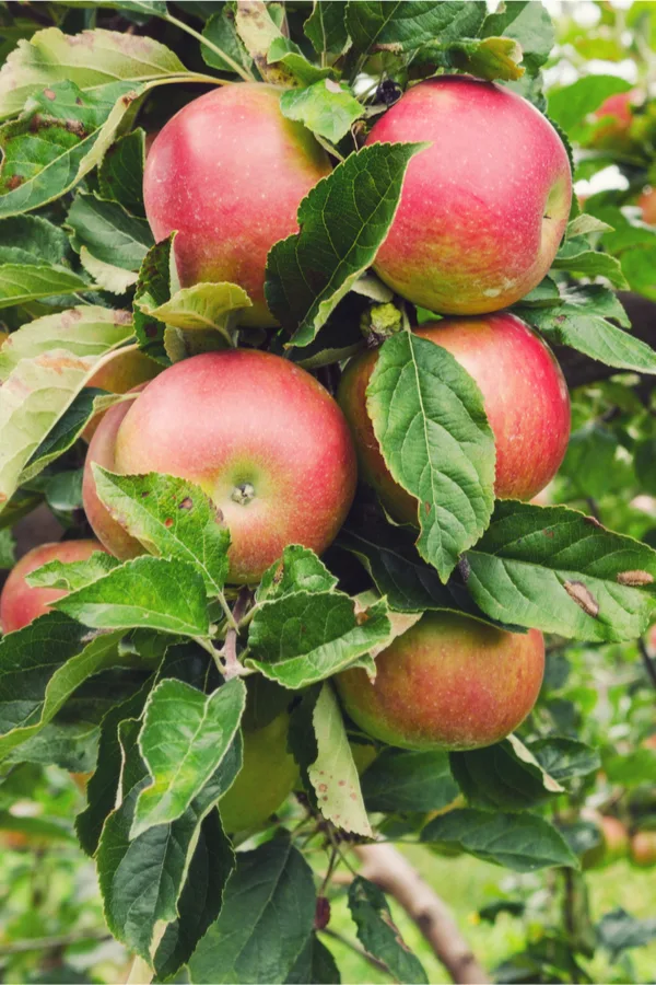 how to make apple butter