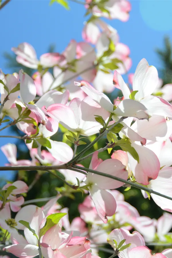 light pink dogwood tree