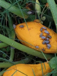 eliminating squash bugs