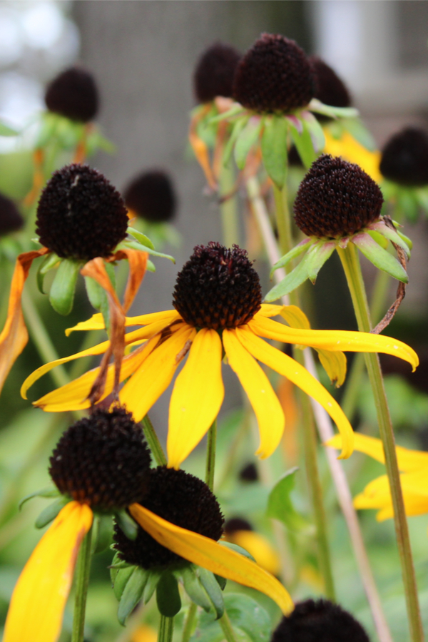 What To Do With Black Eyed Susan After They Bloom