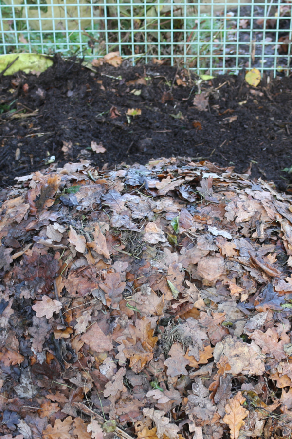 leaves for composting