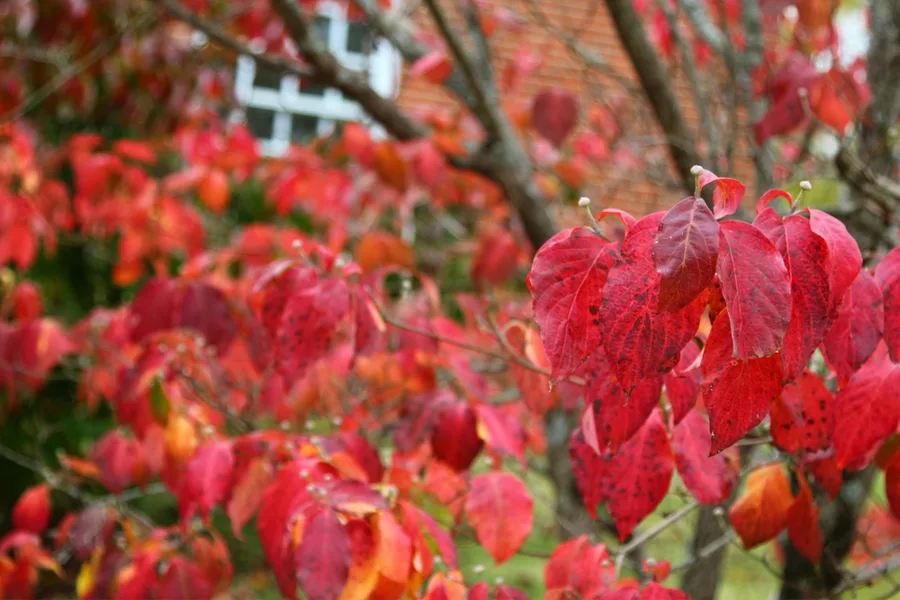 fall dogwood leaves - how to plant dogwood trees