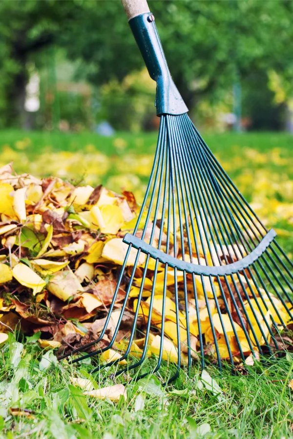 removing leaves from the lawn