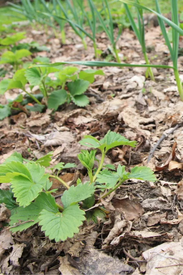 Can Eucalyptus Leaves be Composted or Used as Garden Mulch? – Deep Green  Permaculture