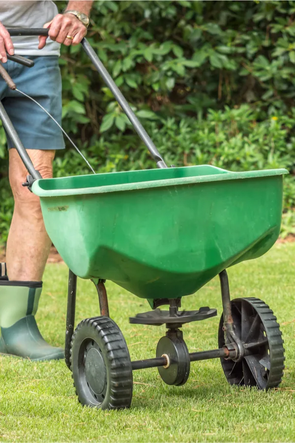 fall lawn chores - overseeding