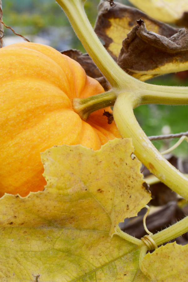 damage from squash bugs