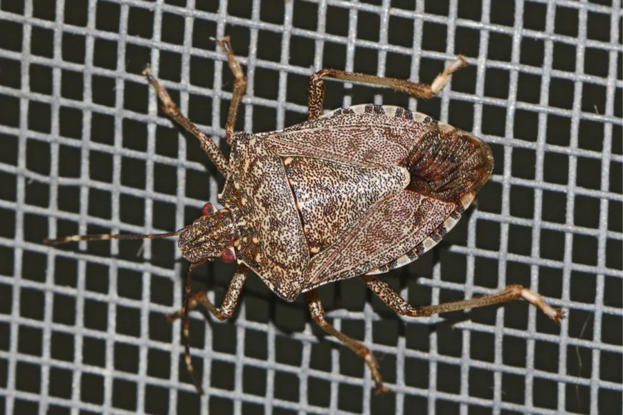 keep stink bugs out