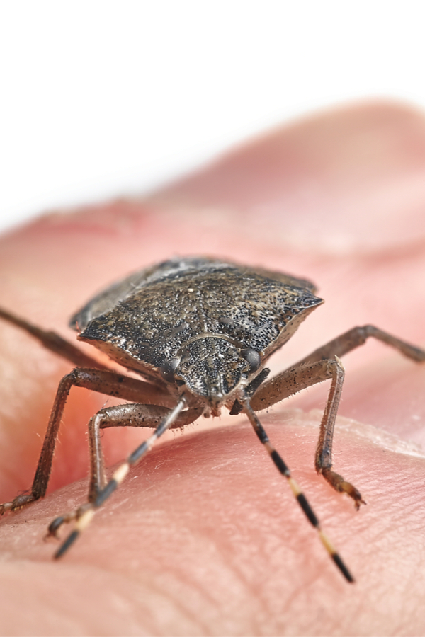 How To Keep Stink Bugs Out Of Your House! The Secrets To Success