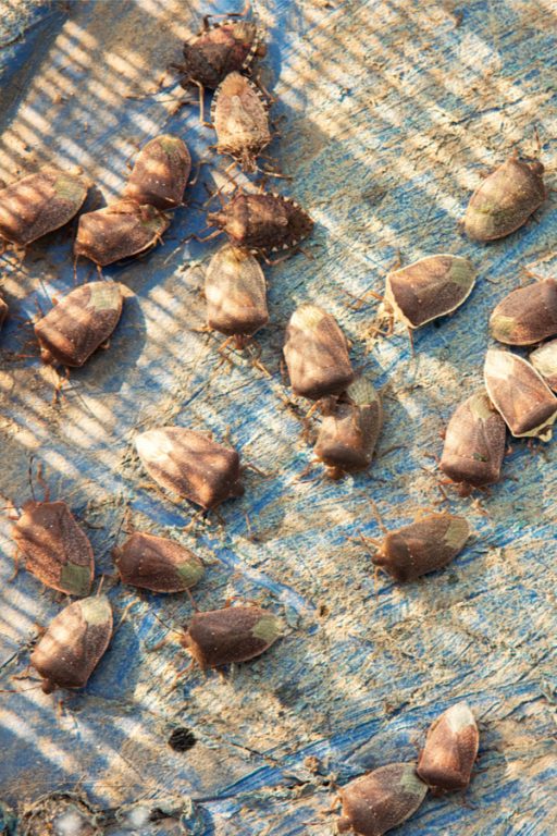 How To Keep Stink Bugs Out Of Your House! The Secrets To Success