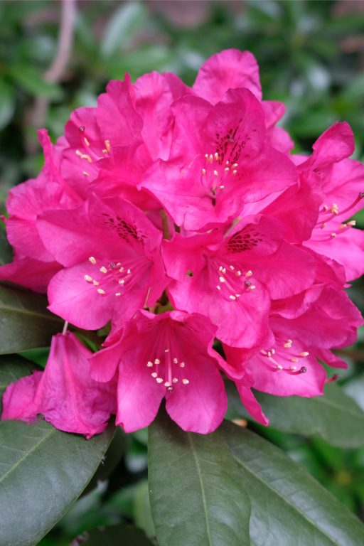 How To Prepare Your Rhododendrons For Winter - Simple Fall Care Tips