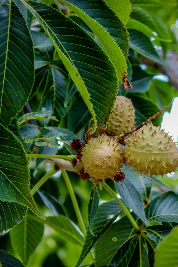 Buckeye tree