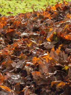 what leaves to compost