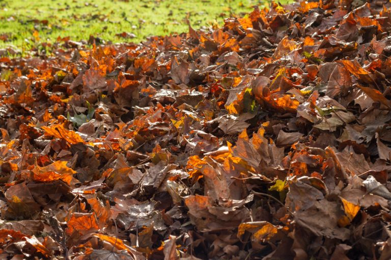 what leaves to compost