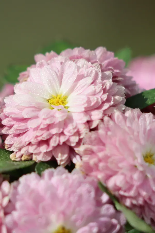 floral mums - overwintering