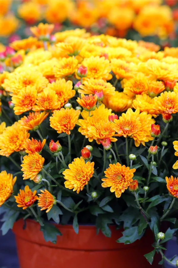 how to overwinter mums