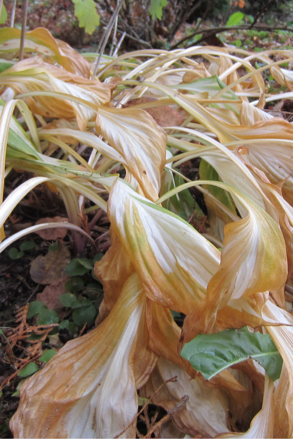 cutting back hostas after frost